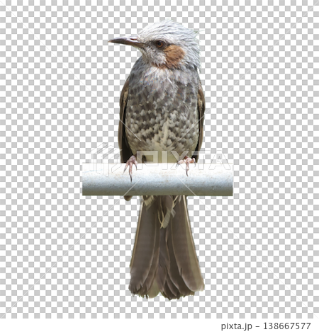 A brown-eared bulbul facing forward A brown-eared bulbul facing forward 138667577