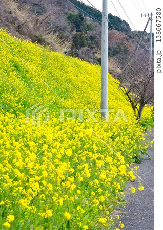 【愛媛県伊予市】 閏住の菜の花畑 【愛媛県伊予市】 閏住の菜の花畑 138667580