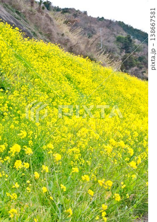 【愛媛県伊予市】 閏住の菜の花畑 【愛媛県伊予市】 閏住の菜の花畑 138667581