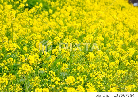 【愛媛県伊予市】 閏住の菜の花畑 【愛媛県伊予市】 閏住の菜の花畑 138667584