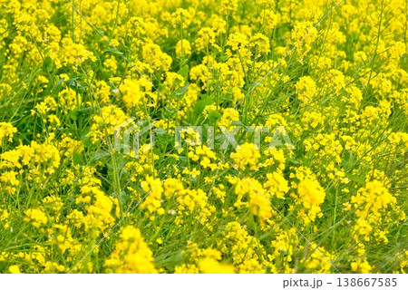 【愛媛県伊予市】 閏住の菜の花畑 【愛媛県伊予市】 閏住の菜の花畑 138667585