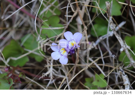 春の道端に咲く薄紫色のツタバウンランの極く小さな花 春の道端に咲く薄紫色のツタバウンランの極く小さな花 138667634