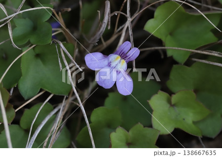 春の道端に咲く薄紫色のツタバウンランの極く小さな花 138667635