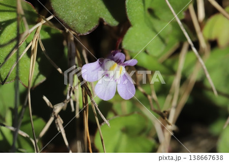 春の道端に咲く薄紫色のツタバウンランの極く小さな花 春の道端に咲く薄紫色のツタバウンランの極く小さな花 138667638
