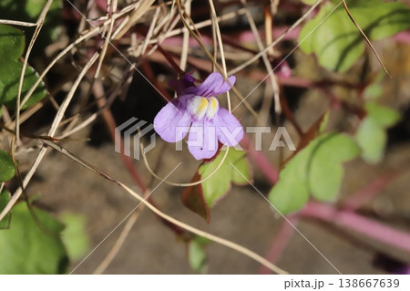 春の道端に咲く薄紫色のツタバウンランの極く小さな花 春の道端に咲く薄紫色のツタバウンランの極く小さな花 138667639