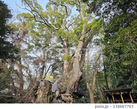 Great Camphor Tree or Okusu located on the grounds of Kinomiya Shrine in Atami, Japan Great Camphor Tree or Okusu located on the grounds of Kinomiya Shrine in Atami, Japan 138667703