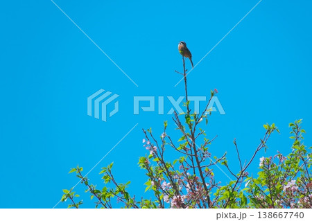 葉桜のてっぺんで青空の下小さな身体で懸命に鳴くホオジロのオス 138667740