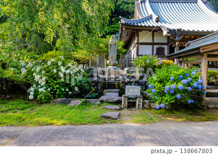 千葉県　真野寺の紫陽花　 138667803