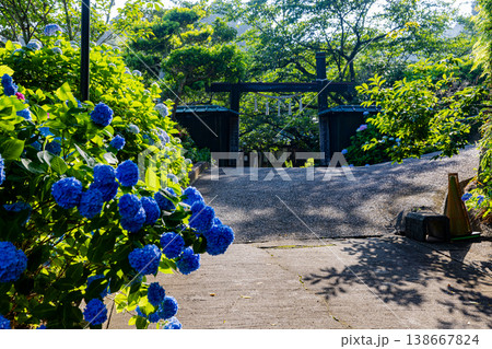 千葉県 真野寺の紫陽花 千葉県 真野寺の紫陽花 138667824