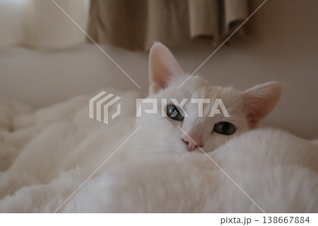 見上げる猫 138667884