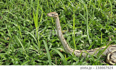 A stunning Ball Python with a beautiful patterned skin glides through lush green grass, showcasing its alert and graceful posture in its natural environment 138667924