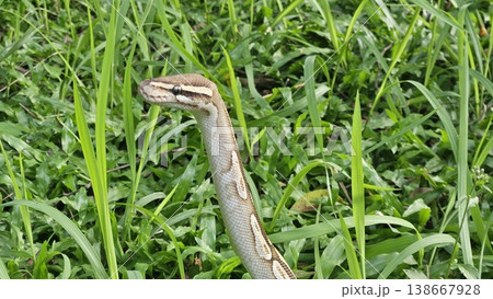 A stunning Ball Python with a beautiful patterned skin glides through lush green grass, showcasing its alert and graceful posture in its natural environment 138667928