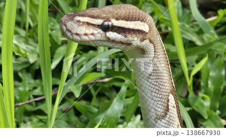 A stunning Ball Python with a beautiful patterned skin glides through lush green grass, showcasing its alert and graceful posture in its natural environment A stunning Ball Python with a beautiful patterned skin glides through lush green grass, showcasing its alert and graceful posture in its natural environment 138667930