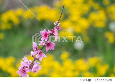 春の桃源郷 桃の花満開 和歌山 春の桃源郷 桃の花満開 和歌山 138667986