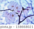 春の日差しを浴びて咲く満開の桜 138668021