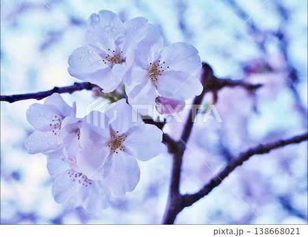 春の日差しを浴びて咲く満開の桜 138668021