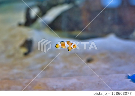 カクレクマノミ カクレクマノミ 138668077
