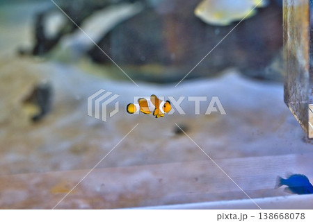 カクレクマノミ 138668078