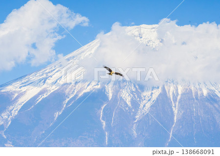 富士山をバックに飛翔するトビ 138668091