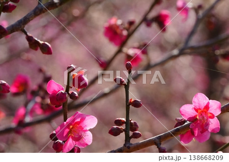 咲き始めたピンクの梅の花とつぼみ 咲き始めたピンクの梅の花とつぼみ 138668209