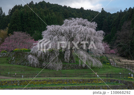 里山に咲くしだれ桜 又兵衛桜 里山に咲くしだれ桜 又兵衛桜 138668292
