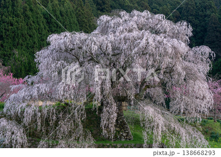 里山に咲くしだれ桜 又兵衛桜 里山に咲くしだれ桜 又兵衛桜 138668293