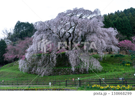 里山に咲くしだれ桜　又兵衛桜 138668299