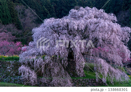 里山に咲くしだれ桜 又兵衛桜 里山に咲くしだれ桜 又兵衛桜 138668301