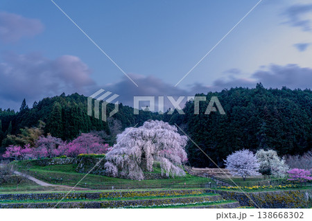 里山に咲くしだれ桜 又兵衛桜 里山に咲くしだれ桜 又兵衛桜 138668302