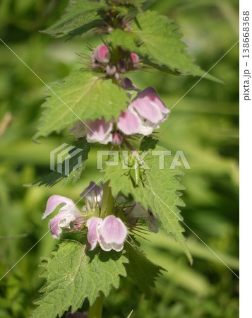 オドリコソウの花 138668368