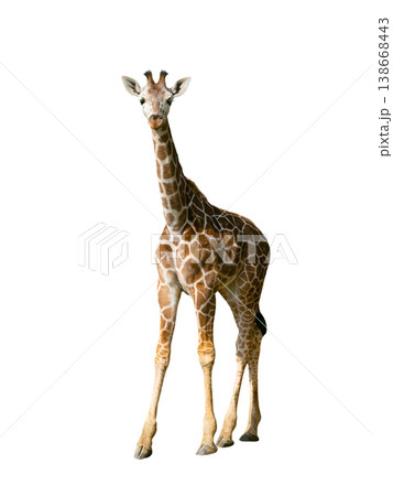 young giraffe isolated on white background young giraffe isolated on white background 138668443