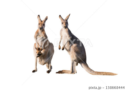 family of red kangaroos on white background 138668444