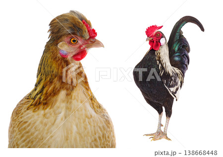 rooster and chicken isolated on white background 138668448