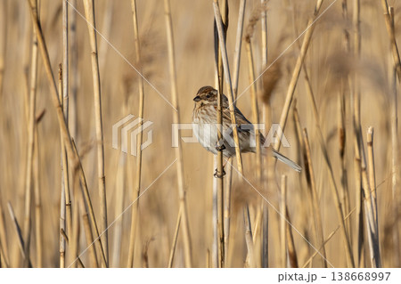 Female Reed Bunting on reed Female Reed Bunting on reed 138668997
