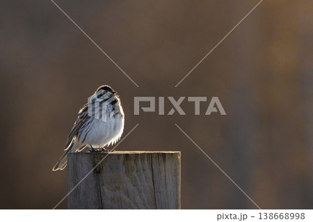 Close up of a common reed bunting Close up of a common reed bunting 138668998