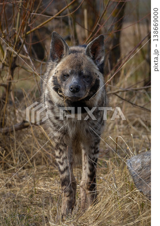 Striped hyena (Hyaena hyaena sultana) on spring time. Striped hyena (Hyaena hyaena sultana) on spring time. 138669000