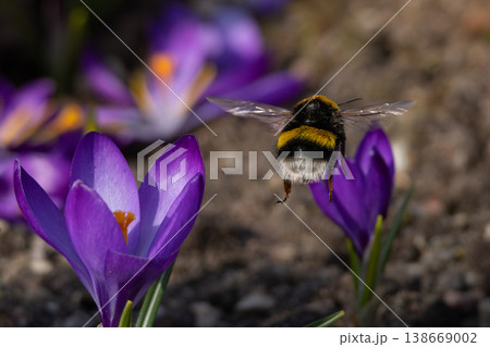 Bumble-bee polluted in the pollen Bumble-bee polluted in the pollen 138669002