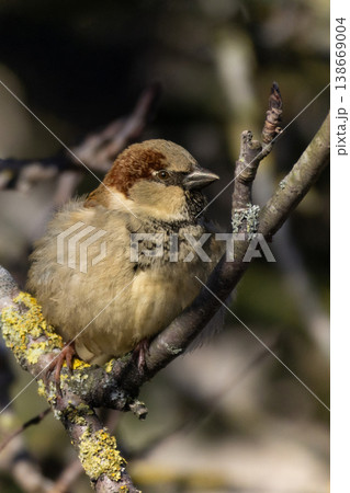 House Sparrow (Passer domesticus) sits on a branch. 138669004