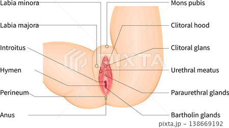 女性外性器　陰部の解剖イラスト　英語 138669192