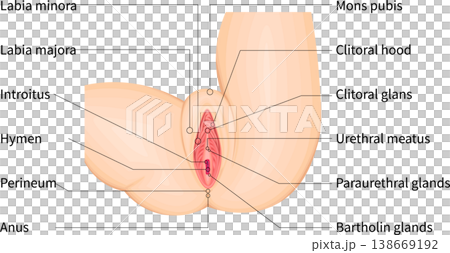 Female external genitalia: Anatomical illustration of the genitals (English) Female external genitalia: Anatomical illustration of the genitals (English) 138669192