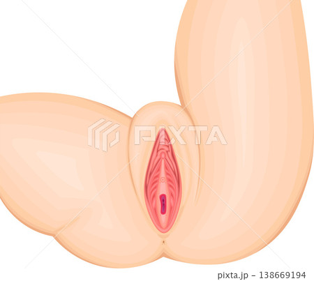 女性外性器 陰部の解剖イラスト 女性外性器 陰部の解剖イラスト 138669194