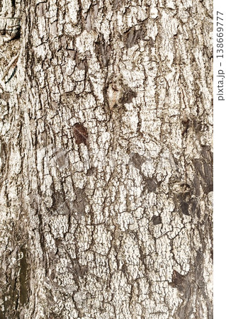 close up of tree bark texture  138669777