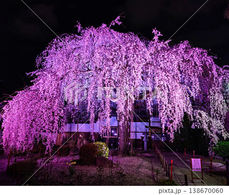 京都、本満寺の枝垂れ桜 京都、本満寺の枝垂れ桜 138670060