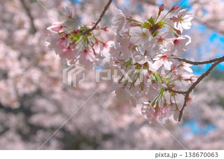 春のイメージ 満開の桜 春のイメージ 満開の桜 138670063