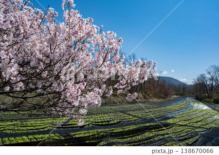 桜と山葵田 大王わさび農場 長野県安曇野市 桜と山葵田 大王わさび農場 長野県安曇野市 138670066