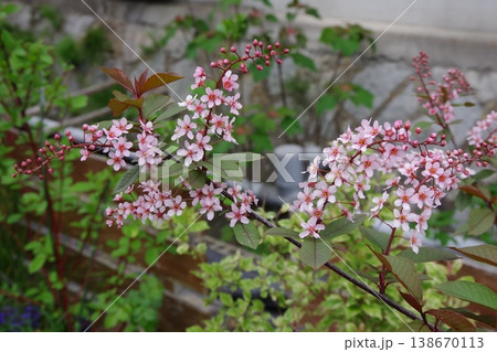 エゾノウワミズザクラ 蝦夷上溝桜 コロラータ エゾノウワミズザクラ 蝦夷上溝桜 コロラータ 138670113