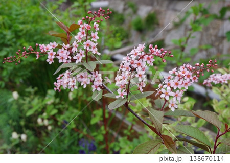 エゾノウワミズザクラ 蝦夷上溝桜 コロラータ エゾノウワミズザクラ 蝦夷上溝桜 コロラータ 138670114