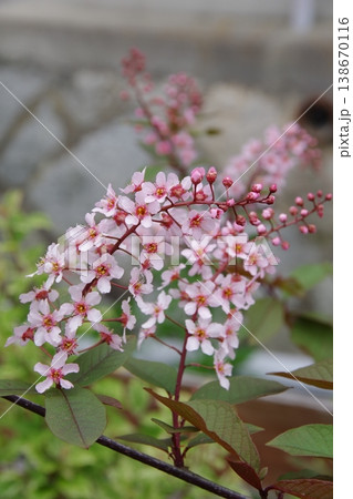 エゾノウワミズザクラ　蝦夷上溝桜　コロラータ 138670116