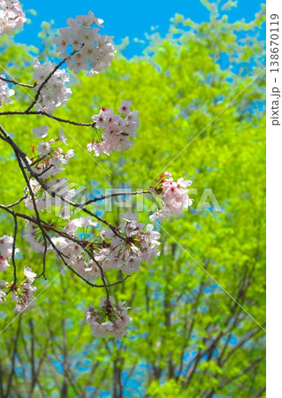 春のイメージ 桜と新緑 春のイメージ 桜と新緑 138670119