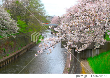 引地川沿いの桜並木　橋を渡るバス 138670548